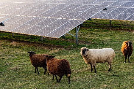 Fenwick solar farm secures planning for approval